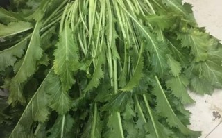 芥菜哪里有（芥菜产于哪里）