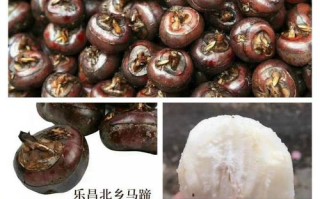 哪里的荸荠最好（马蹄品种哪个最好）