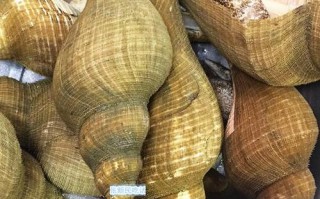 海螺的哪里能吃（南宁吃海螺最多的地方）