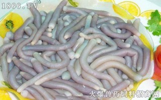 沙虫哪里产的最好,沙虫生长在哪里?