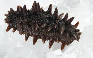 野生海参哪里的好（澳大利亚海参好还是辽参好）