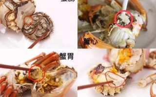 海蟹吃哪里,梭子蟹哪里可以吃哪里不能吃