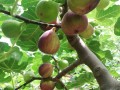 哪里有卖正宗的无花果（哪里有卖正宗的无花果苗）