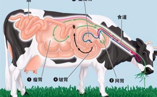 牛腹尖是什么,胃尖在哪个位置