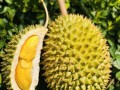 榴莲哪里好吃（哪里的榴莲最好吃）
