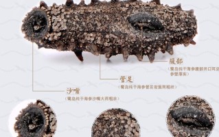 哪里的海参品质最好最便宜,中国哪里的海参品质最好