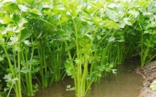 芹菜哪里的最好（芹菜谐音吉祥语）