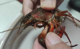 龙虾的嘴巴在哪里（龙虾的嘴长什么样）