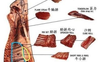肋条是哪里（牛肋条是哪里）