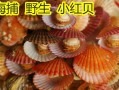 淡水河里的小扇贝学名叫啥,小扇贝哪里的好吃