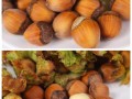 榛子是哪里的特产（榛子是哪里的特产?）