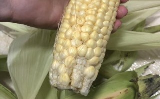 哪里玉米叫棒子（玉米在徐州叫法）