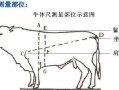 牛的胸围是哪里（牛的胸围是哪里量的）