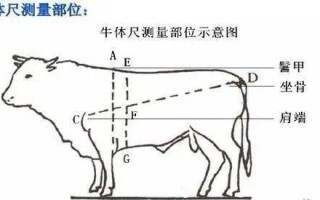 牛的胸围是哪里（牛的胸围是哪里量的）