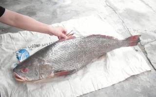鳘鱼哪里（鳘鱼哪里产的）