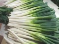 葱白哪里好吃（为什么葱好吃）