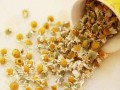 洋甘菊茶哪里有卖的（洋甘菊茶哪里有卖的啊）