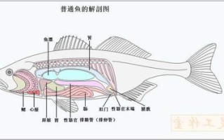 舌头鱼的内脏在哪里（舌头鱼有内脏吗）