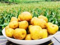 小土豆利润怎么样（小土豆利润怎么样啊）