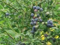 蓝莓长在哪里图片大全（、蓝莓长树上还是地上的）