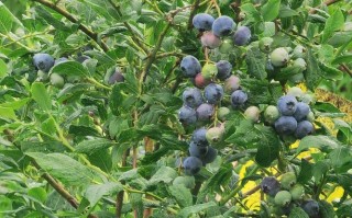 蓝莓长在哪里图片大全（、蓝莓长树上还是地上的）