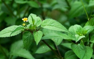 豆渣来自哪里（豆渣来自哪里的植物）