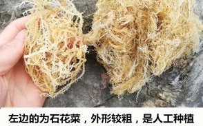 海石花是哪里的特产（海石花是哪里的特产呢）