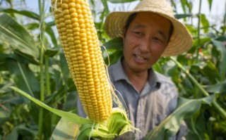 水果玉米全国种植最大基地,水果玉米哪里好吃