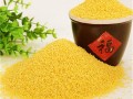 山西的小米哪里好（内蒙哪里的小米最好）