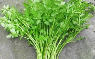芹菜的结构,芹菜的茎在哪里图片