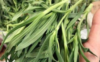 面条菜和羊蹄子颗一样吗,哪里长面条菜好吃