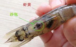 虾仁腹部在哪里（虾仁腹部的黑线是什么?）