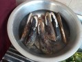 冬天有河蚌卖吗,河蚌哪里有卖的啊