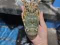 青龙虾 哪里的（火焰龙虾产自哪里）