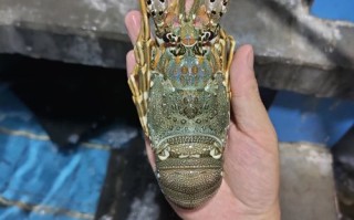 青龙虾 哪里的（火焰龙虾产自哪里）