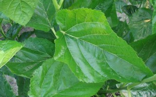 哪里桑叶最好（桑叶那儿产的最好）