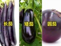 茄子长哪里（茄子长哪里的）