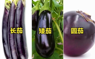 茄子长哪里（茄子长哪里的）