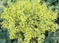 花菜长在树上还是地里,花菜长什么在哪里生长