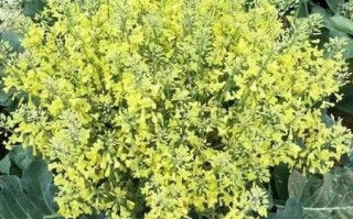 花菜长在树上还是地里,花菜长什么在哪里生长