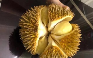 榴莲哪里出产的最好吃,榴莲哪里的好吃又便宜