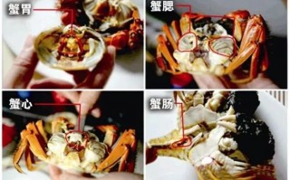 公螃蟹吃哪里,蟹吃什么地方