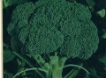 蚂蚁菜花我们小时候叫什么,花菜来自哪里的菜