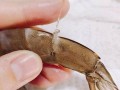 虾筋在哪里（基围虾身上两根线分别是什么）