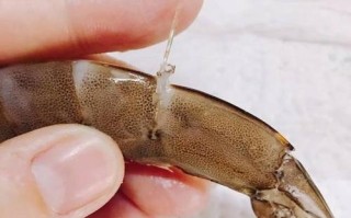 虾筋在哪里（基围虾身上两根线分别是什么）