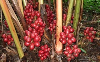 草果哪里的好（草果哪里的好啊）
