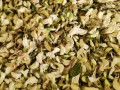 干槐花怎么保存,哪里有卖干槐花的地方