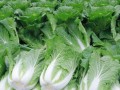山东哪里的 白菜（山东哪里的白菜最好）