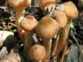 哪里蘑菇好吃（东北十大最好吃的蘑菇排名）