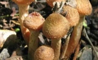 哪里蘑菇好吃（东北十大最好吃的蘑菇排名）